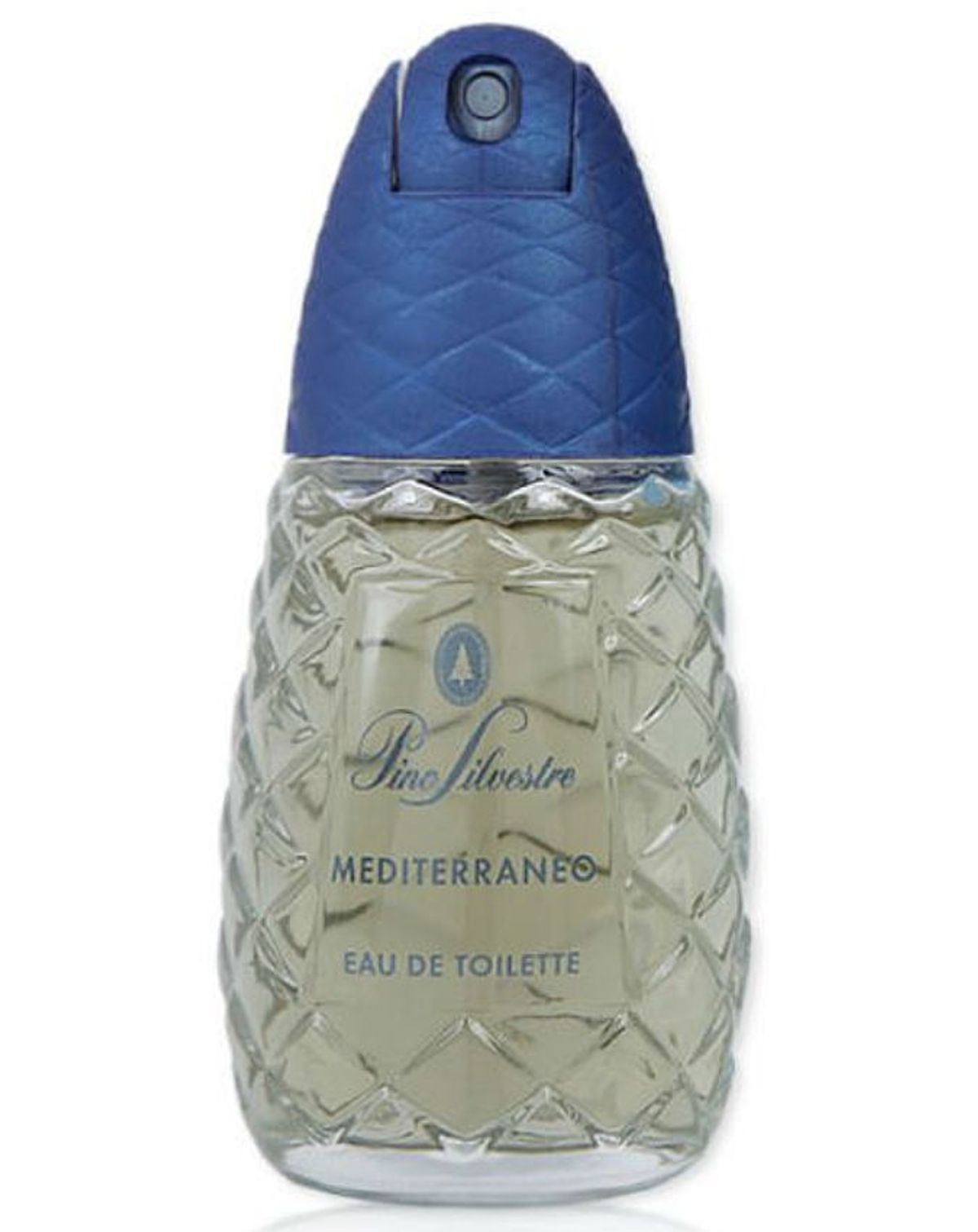 Pino Silvestre Mediterraneo