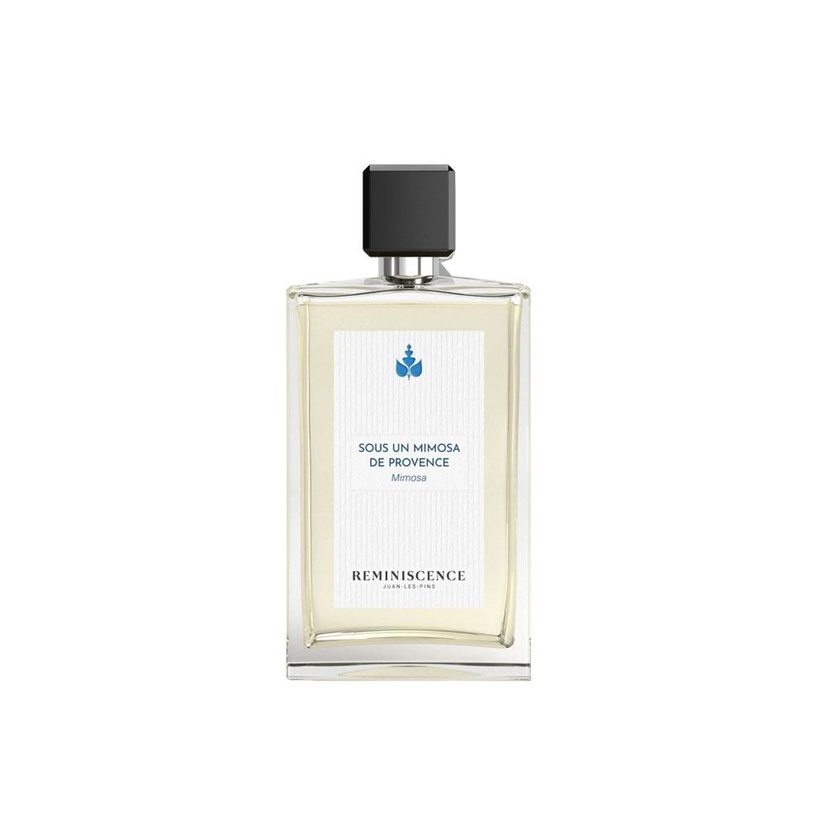Sous un Mimosa de Provence