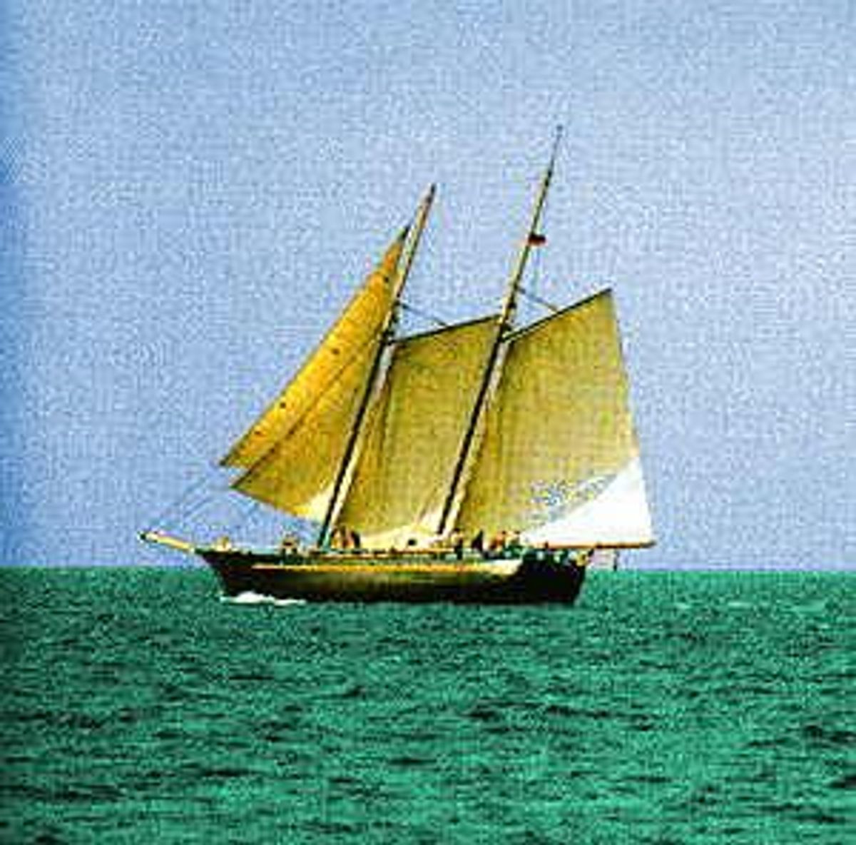 Sea Wood