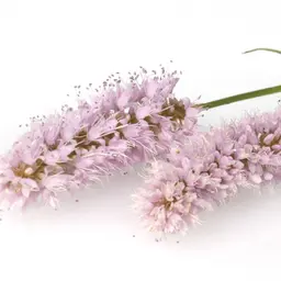 Hương xanh mát Hương xanh mát