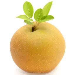 Lê Nashi