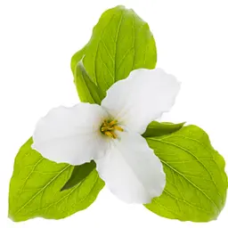 Hoa Trillium Hoa Trillium
