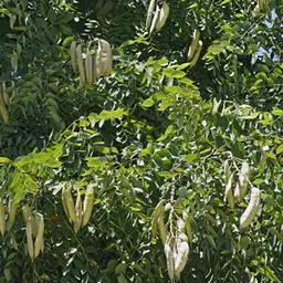 Cây cà phê