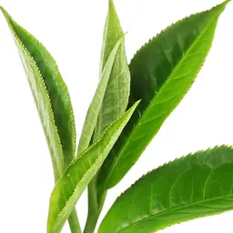 Trà đen