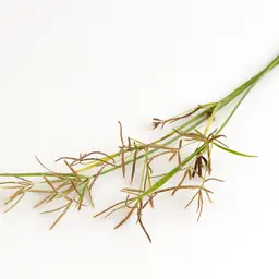 Cỏ Gấu