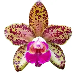 Phong Lan Báo Đốm Hồng