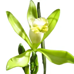 Vani Bahiana