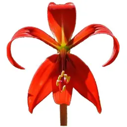 Hoa Lily Azteca