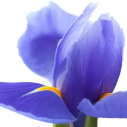 Hoa diên vĩ