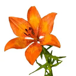 Hoa Lily Lửa