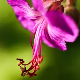 Phong lữ Macrorrhizum