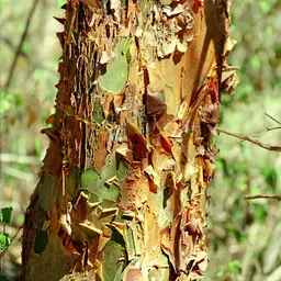 Gỗ Amburana