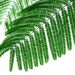 Lá Mimosa