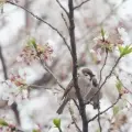 Lá anh đào