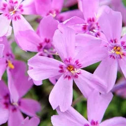 Rêu Flox