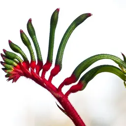 Hoa Kangaroo Paw