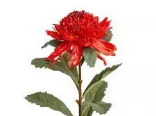 Hoa Waratah