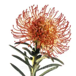 Hoa Grevillea Hoa Grevillea