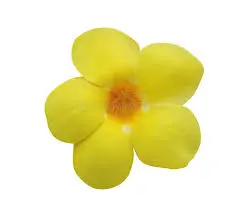 Hoa Chuông Vàng Hoa Chuông Vàng