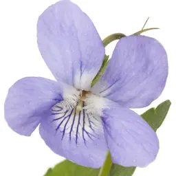 Hoa Violet