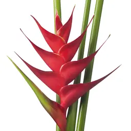 Heliconia hồng hạc