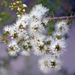 Cây Kunzea