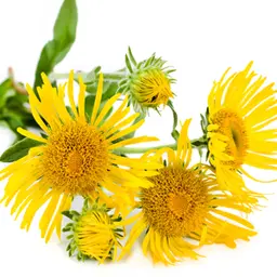 Cây Thổ Mộc Hương