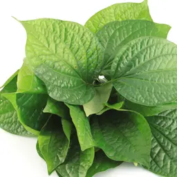 Lá trầu