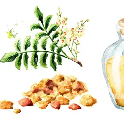 Hương Balsamic