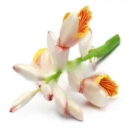 Hoa Bạch Đậu Khấu