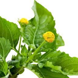 Trái Mận Jambu