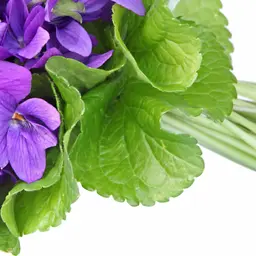 Lá Hoa Violet