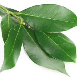 Lá nguyệt quế