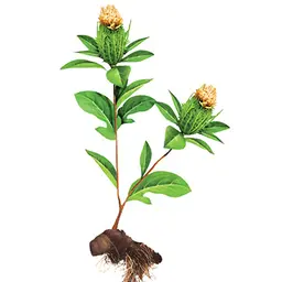 Thương Châu Thương Châu