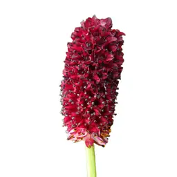 Cây Cẩm địa Cây Cẩm địa