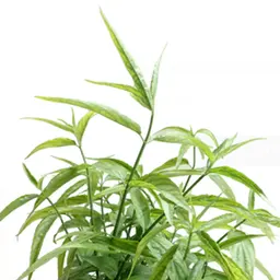 Cỏ rắn Sabah