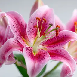 Hoa Lily Hồng