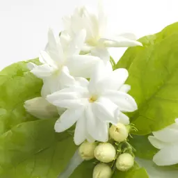 Hoa nhài