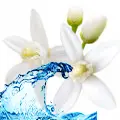 Nước hoa cam Nước hoa cam