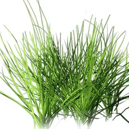 Hợp chất hương cỏ xanh