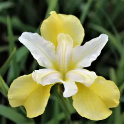 Bơ Diên Vĩ