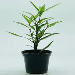 Lá liễu