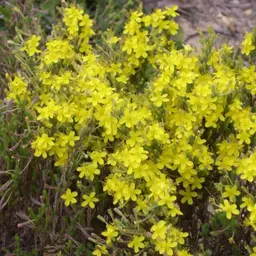 Cây Beachheather
