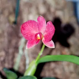 Phong Lan Kim Cương Đen