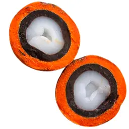 Cọ Tucumã