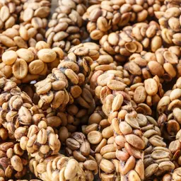 Cà phê Kopi Luwak