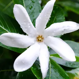 Sứ Tahiti