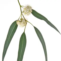 Cây khuynh diệp