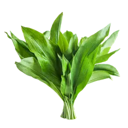 Lá Tỏi Dại