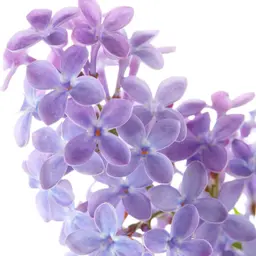 Tử Đinh Hương